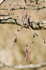 Image showing Alder