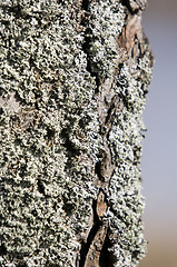 Image showing Lichen