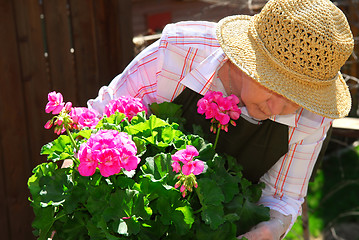 Image showing Senior woman gardening