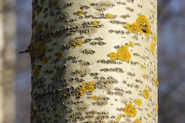 Image showing Lichen