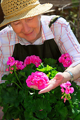 Image showing Senior woman gardening