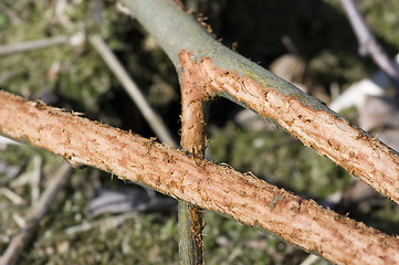 Image showing Milled branch