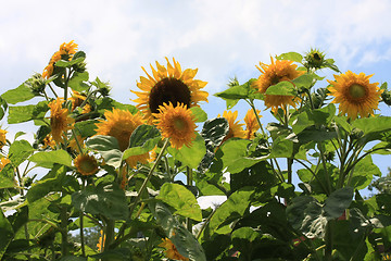 Image showing Sunflower