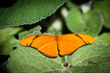 Image showing Julia Heliconian Dryas Julia