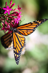 Image showing Monarch Danaus Plexippus