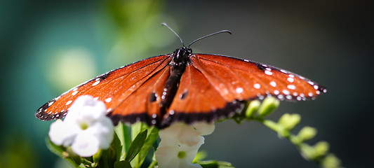 Image showing Queen Danaus Gilippus