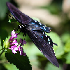 Image showing Spicebush Swallowtail Papilio Troilus