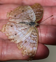 Image showing White Peacock Anartia Jatrophae