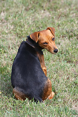 Image showing Mongrel dog