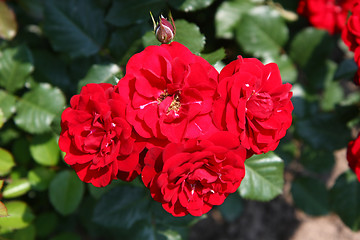 Image showing Red rose