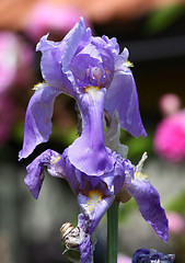 Image showing Purple Iris