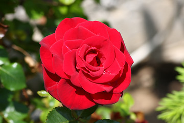 Image showing Red rose