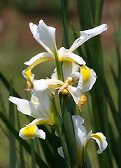 Image showing Yellow Iris