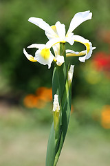 Image showing Yellow Iris