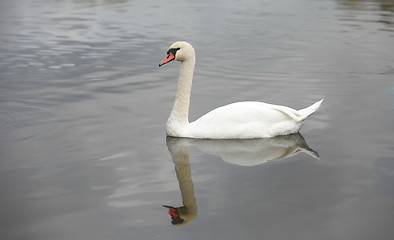 Image showing swan mirror reflection
