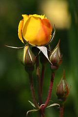 Image showing Yellow rose