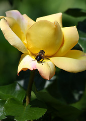 Image showing Bee on the rose