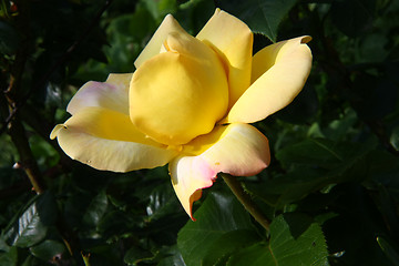 Image showing Yellow rose