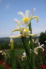 Image showing Yellow Iris