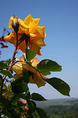 Image showing Yellow rose