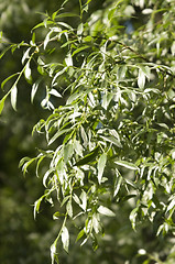 Image showing Silver willow