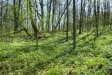 Image showing Spring in the forest