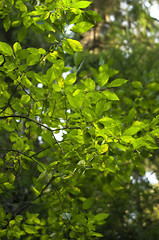 Image showing Leafs