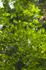 Image showing Leafs