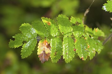 Image showing Leaf