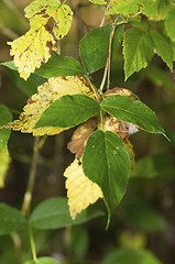 Image showing Leafs