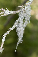 Image showing Lichen