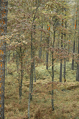 Image showing Forest