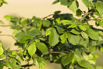 Image showing Leafs