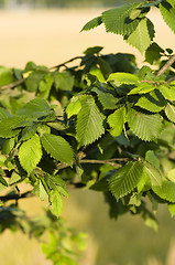 Image showing Leafs