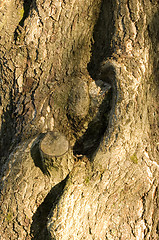 Image showing Tree