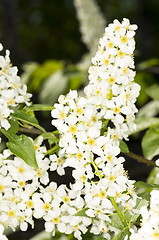 Image showing European bird cherry