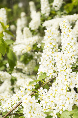 Image showing European bird cherry