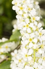 Image showing European bird cherry