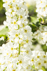 Image showing European bird cherry