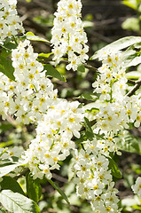 Image showing European bird cherry