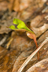 Image showing Maple sprout