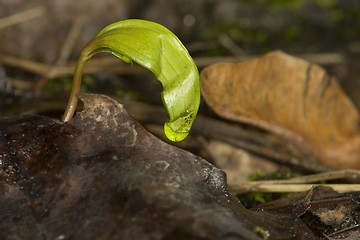 Image showing Maple sprout