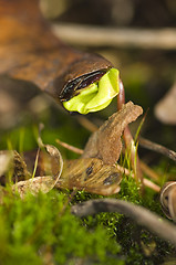 Image showing Maple sprout