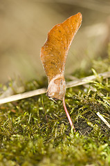 Image showing Maple sprout