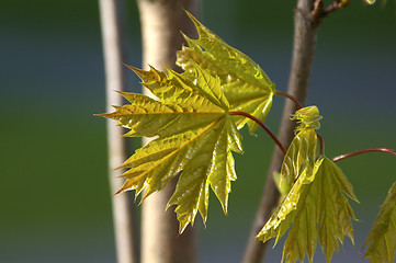 Image showing Maple leafs