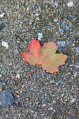 Image showing Maple leaf