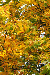 Image showing Autumn colors