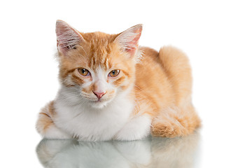 Image showing Orange Kitten