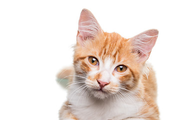 Image showing Orange Kitten