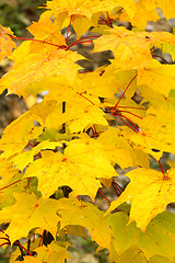 Image showing Autumn colors